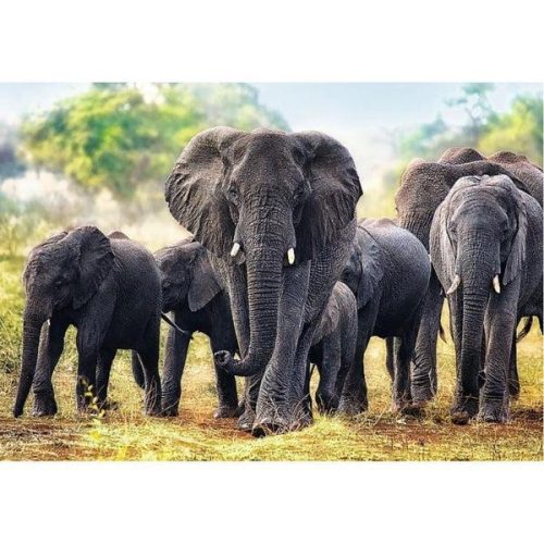 Trefl Afrikai elefánt puzzle, 1000 db-os