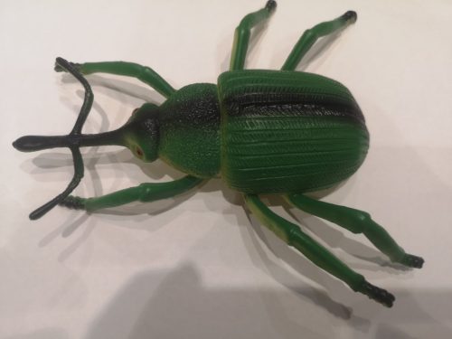 Rovarok és bogarak - zöld trágyabogár