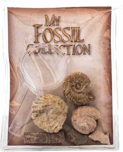 Kövület gyűjtemény nagyítóval