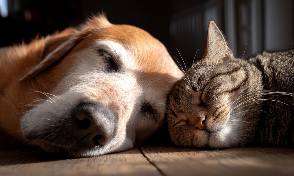 Állatok Világnapja a gyerekszobában? Játsszunk, tanuljunk, nevessünk együtt!