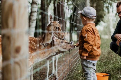 6 túlélőtipp szülőknek állatkerti látogatáshoz + 6 tipp a gyerek-állat biztonságáért