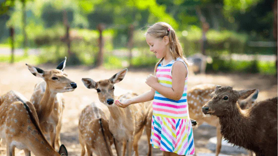 Állatkertek napja – ünnepelj otthon vagy az állatkertben!