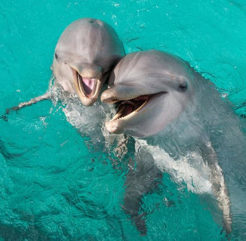 delfin cimborák