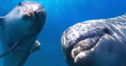 tengeri selfie delfin módra