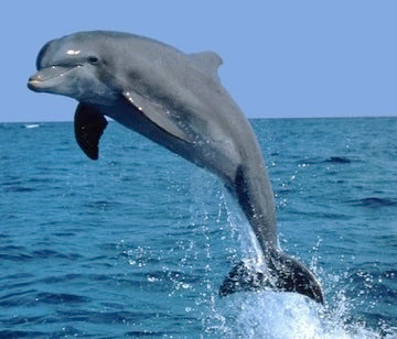 vízből kiszökkenő delfin