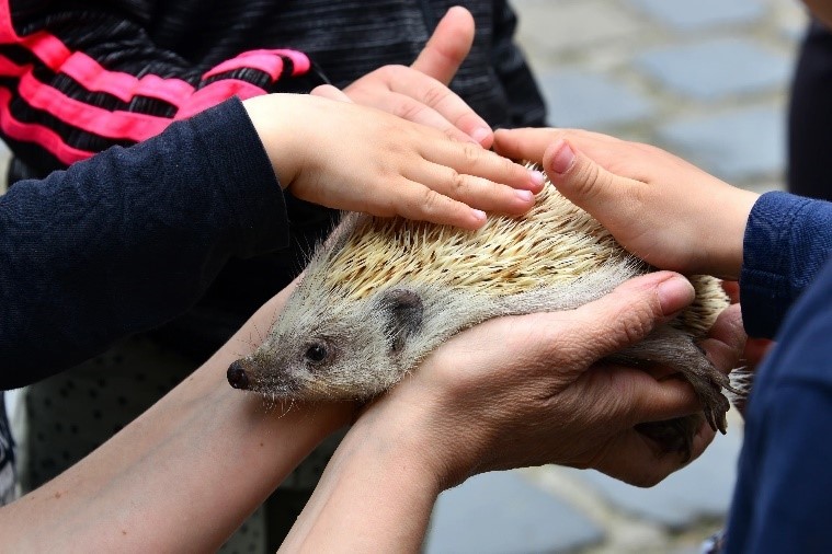 jateksziget-gyereknap-allatkert