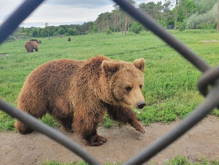 Veresegyházi Medveotthon