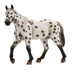 Appaloosa csődör