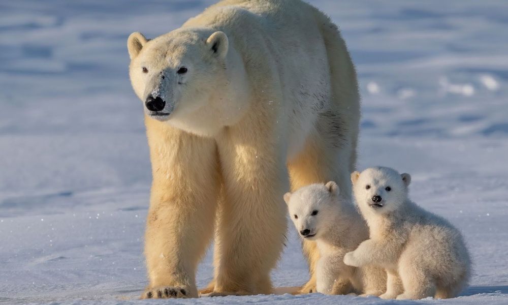 Jegesmedve Nap család