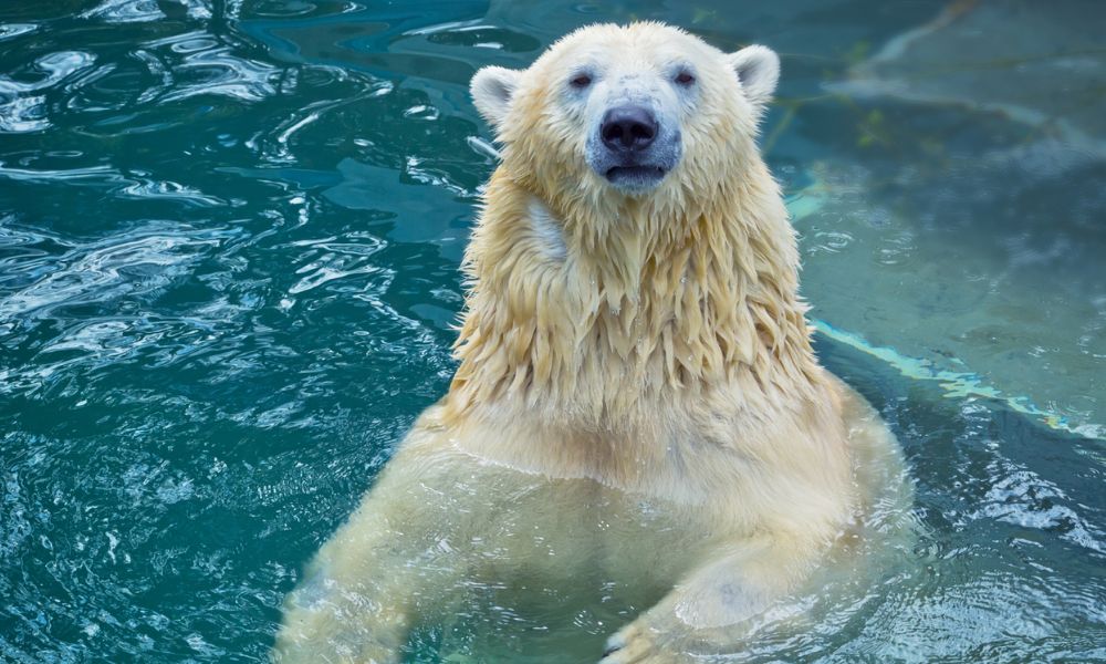 Február 27. a Jegesmedve Világnapja!